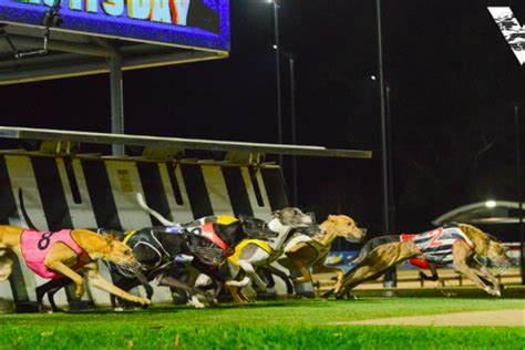 towcester greyhound betting,Towcester Greyhound Tips for Sunday 